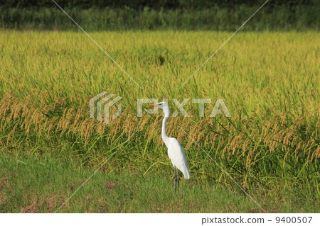 在富饒的稻田裡，扇貝 9400507