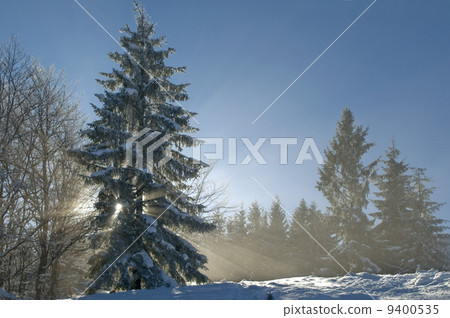 winter forest in sunlight winter forest in sunlight 9400535