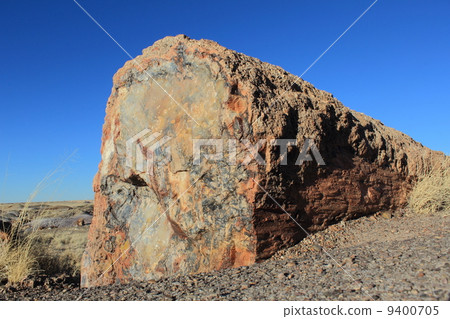 Fossil Forest National Park 9400705