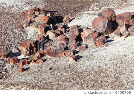 化石森林國家公園 化石森林國家公園 9400706