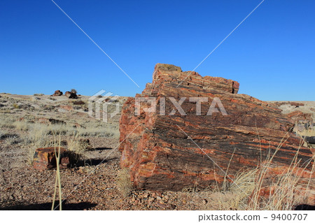 Fossil Forest National Park 9400707