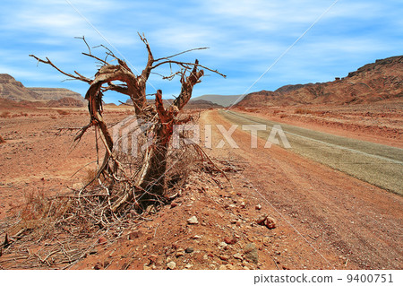 Dead tree on roadside in desert. 9400751