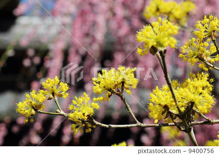 Sanshui and a weeping plum Sanshui and a weeping plum 9400756