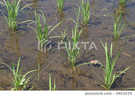Paddy tadpoles 9401639