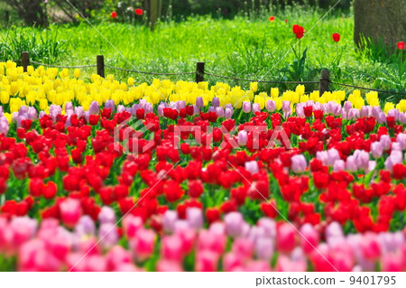 Tulip Tulip 9401795