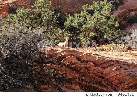 Zion National Park 9401851