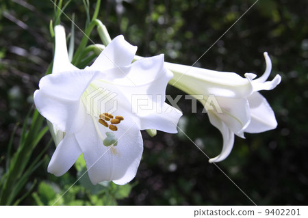 高砂百合 高砂百合 9402201