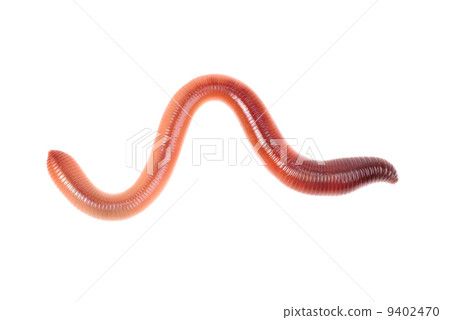 animal earth worm isolated on white background animal earth worm isolated on white background 9402470