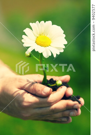 Flower in palm Flower in palm 9402577