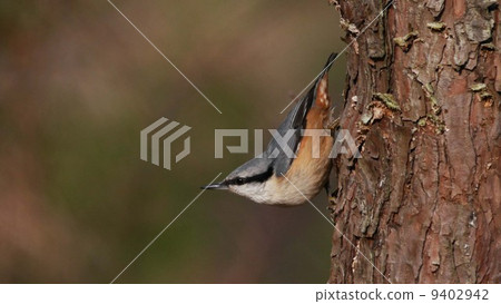 Ina Bauer of the Giunkara Ina Bauer of the Giunkara 9402942