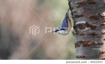 I'm gonna take an inaubauer with a cherry tree 9402943