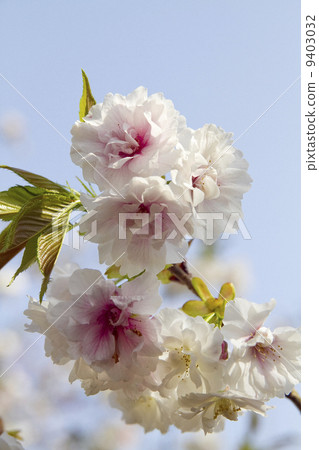 Sakura Satozakura Early and late mountain Sakura Satozakura Early and late mountain 9403032