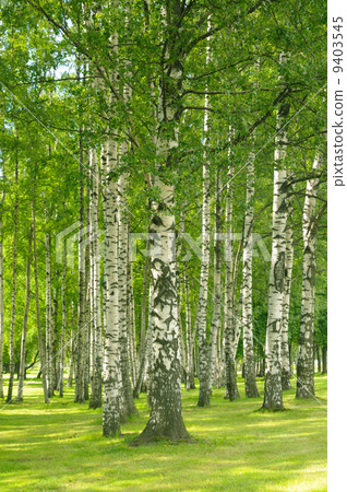 Summer birchwood 9403545