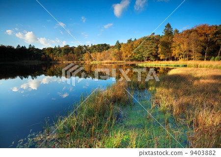 little lake in autumn forest 9403882