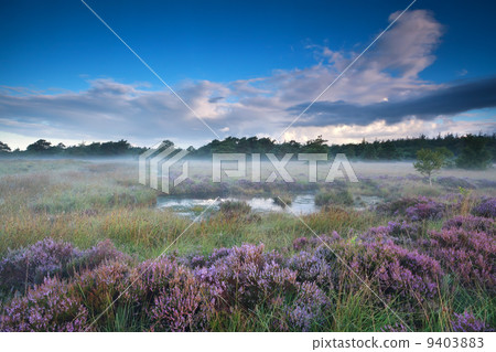 heather flowers in misty morning 9403883