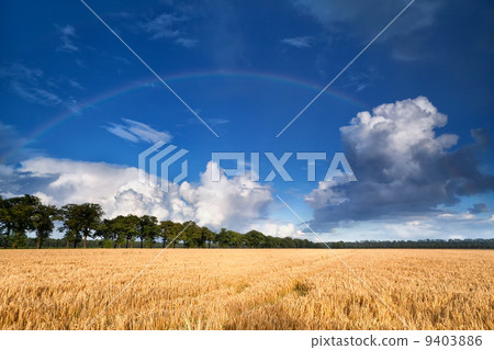 rainbow over wheat field rainbow over wheat field 9403886