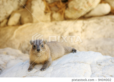 Yellow-spotted Rock Hyrax 9404002