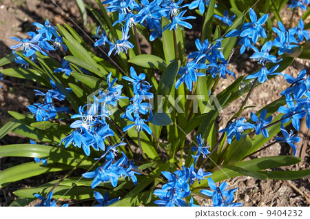 Blue spring flowers Blue spring flowers 9404232