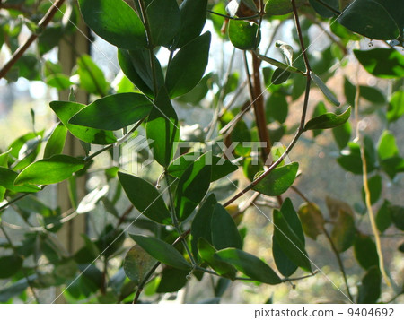 Jojoba Jojoba 9404692