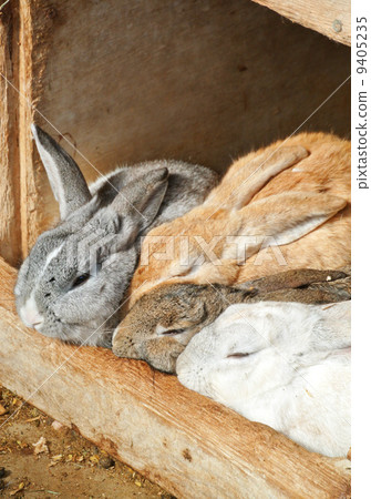 Rabbit sleeps closely together Rabbit sleeps closely together 9405235