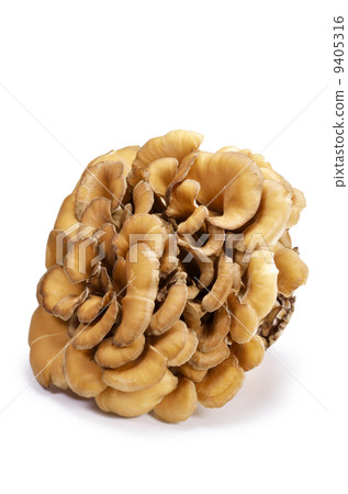Maitake 9405316