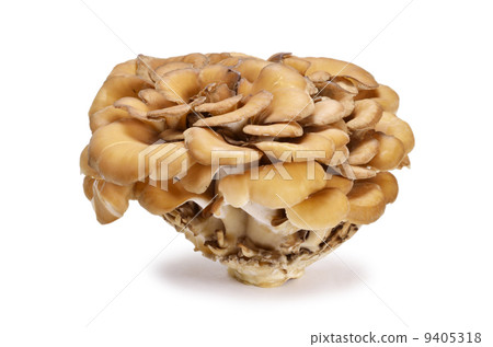 Maitake 9405318