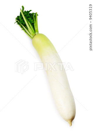Aokubi radish 9405319