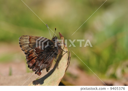 春天的Shijiku町 春天的Shijiku町 9405376