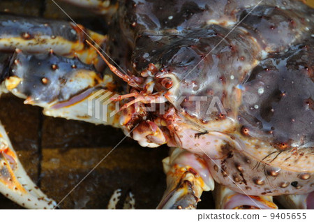 King crab King crab 9405655
