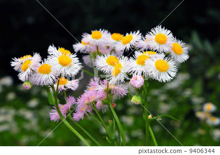 Haru Shionen (Haruuji) 9406344