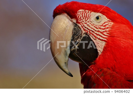 猩紅金剛鸚鵡 9406402
