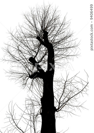 bare tree with cut branches in winter 9406499