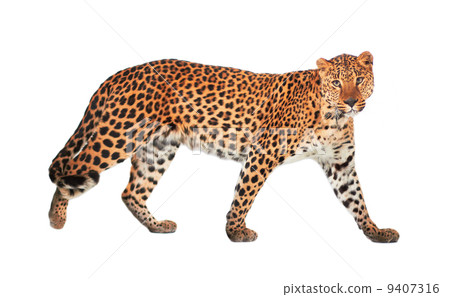Leopard 9407316