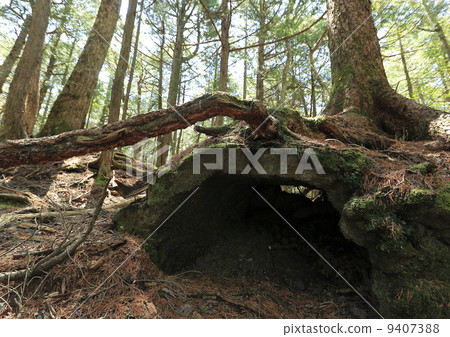 A tree A tree 9407388