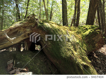 A tree A tree 9407404