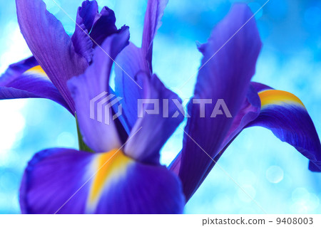 Beautiful blue iris flowers background Beautiful blue iris flowers background 9408003