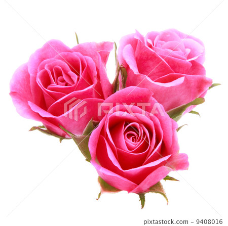 Pink rose flower bouquet isolated on white background cutout Pink rose flower bouquet isolated on white background cutout 9408016
