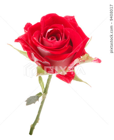 Red rose flower head isolated on white background cutout 9408017