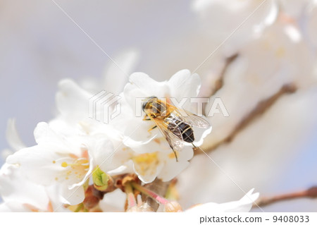 Sakura and a honey bee Sakura and a honey bee 9408033