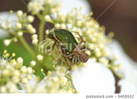 Hanagumo攻擊Hanamuguri Hanagumo攻擊Hanamuguri 9408932