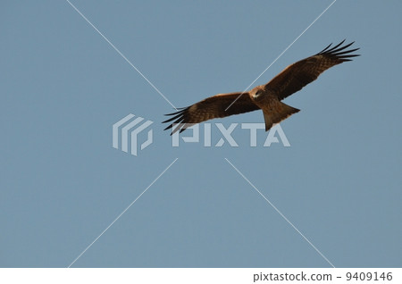 托比/飛行B 托比/飛行B 9409146
