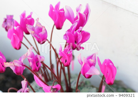 仙客來鮮花 仙客來鮮花 9409321