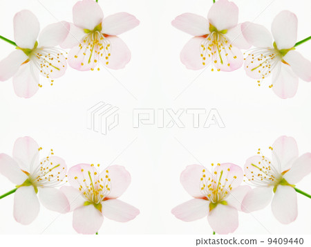 櫻桃花瓣框架 9409440