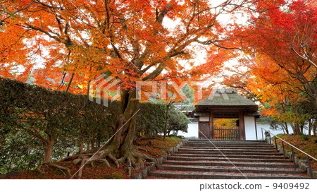 Autumn Anzura Temple 9409492