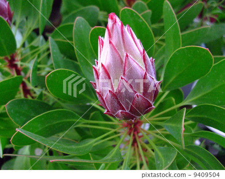 普羅梯亞木芽花植物 普羅梯亞木芽花植物 9409504