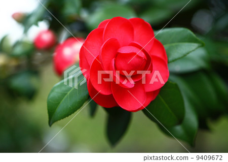 Tsubaki紅色女孩的花 9409672
