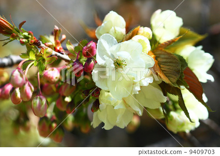 櫻花薑黃花 櫻花薑黃花 9409703