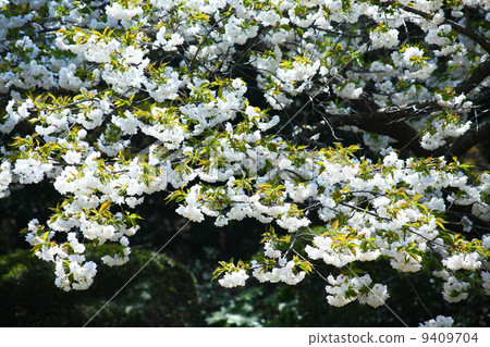 Ri cherry blossom Ri cherry blossom 9409704