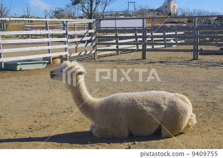 alpaca 9409755