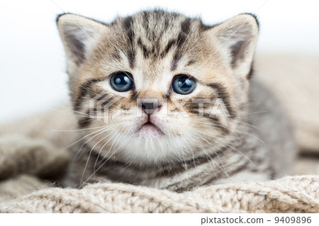 baby cat kitten lying on jersey baby cat kitten lying on jersey 9409896